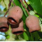 澳洲马里坚果超强“盔甲”结构，有望启发新一代防护装备