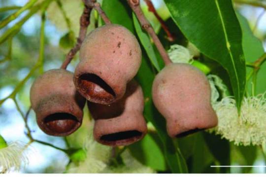 澳洲马里坚果超强“盔甲”结构，有望启发新一代防护装备