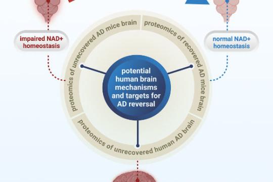 研究指向阿尔茨海默病潜在可逆路径：靶向细胞能量分子NAD+