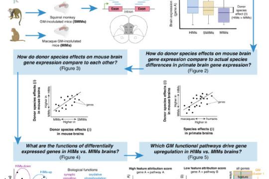 研究称肠道微生物或参与塑造人类大脑进化