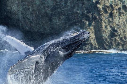 Google DeepMind 推出「Perch 2.0」：用鸟类鸣叫训练，却在鲸豚分类上同样高精度