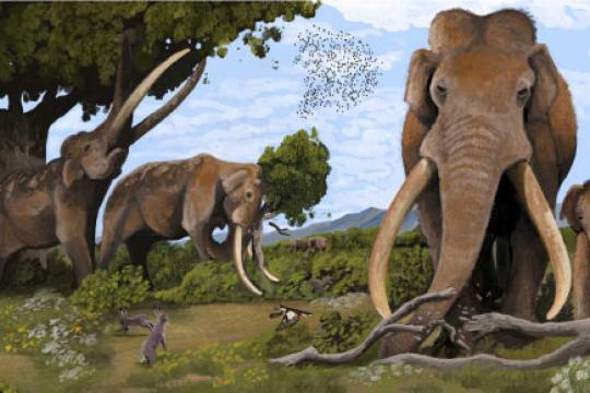 研究称尼安德特人或曾有组织猎杀迁徙巨型直牙象