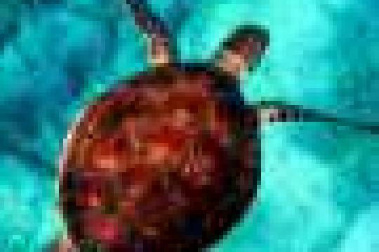 活动人士称《公海条约》生效仍需配套执法与直接行动以保护海洋