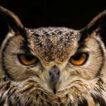 研究：清理后数据仍难阻止大型语言模型“悄悄”传递偏好