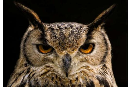 研究：清理后数据仍难阻止大型语言模型“悄悄”传递偏好