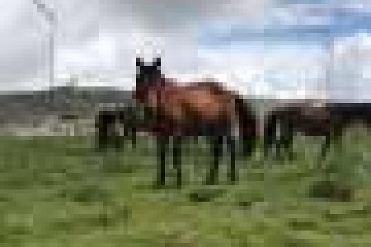 无人机观测显示野马群体通过动态间距维持边界