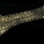 大象鼻部皮肤结构为可重构软体机器人提供新思路