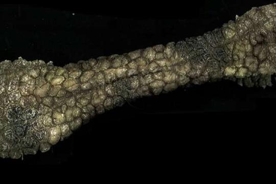 大象鼻部皮肤结构为可重构软体机器人提供新思路