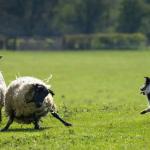 从牧羊犬到机器人：揭示在不确定环境中引导群体的新策略