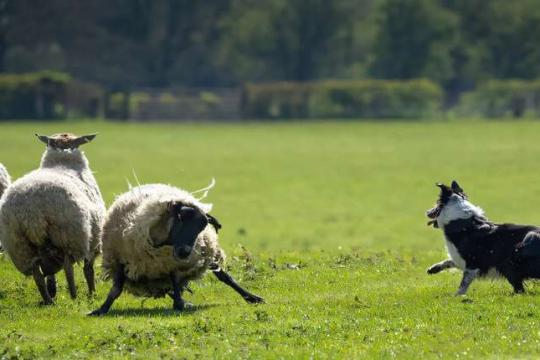 从牧羊犬到机器人：揭示在不确定环境中引导群体的新策略