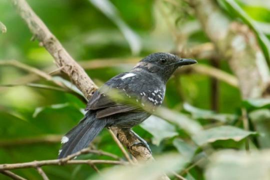 研究显示亚马逊灰蚁鸟为多个物种 两新种获正式命名