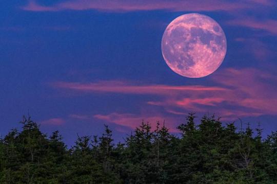 2026年4月“粉红月亮”今晚现身 或与阿尔忒弥斯II号发射同夜登场