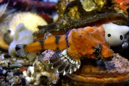 研究称装甲岩头盗鱼头骨空腔或兼具“鼓膜”和感知功能