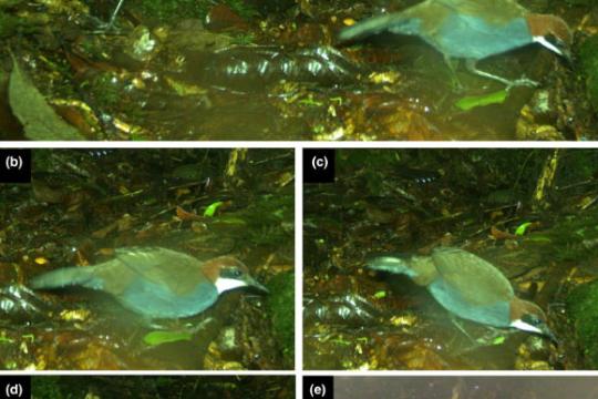 巴布亚新几内亚发现宝石噪鹛新物种