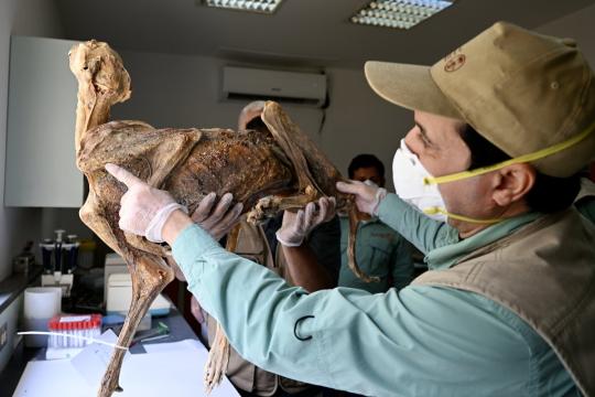 沙特北部洞穴出土多具木乃伊猎豹 或指向一支失落种群