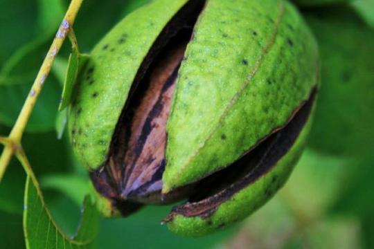 综述：山核桃摄入或有助于改善心血管指标与整体饮食质量