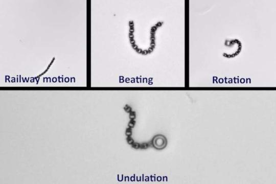 像动物般游动与导航：无需控制系统的微型3D打印机器人