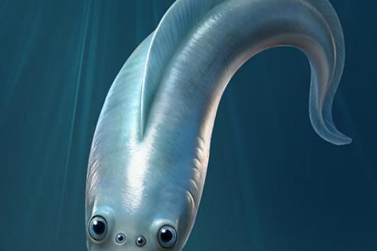 研究称寒武纪早期脊椎动物具备四只相机型眼睛