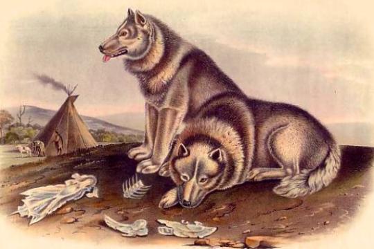 古代DNA研究重塑欧洲早期家犬起源图景