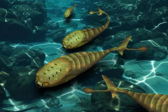 研究称晚奥陶纪大灭绝重塑早期鱼类演化格局