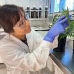 十字花科蔬菜或成有毒土壤中关键金属铊的可持续新来源