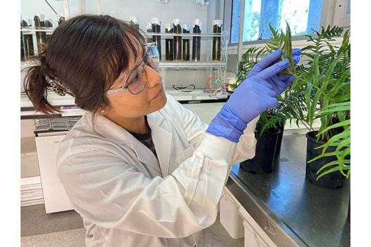 十字花科蔬菜或成有毒土壤中关键金属铊的可持续新来源