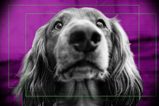 Ring以“寻找走失宠物”功能引发隐私争议 隐私组织与宠物团体呼吁谨慎使用