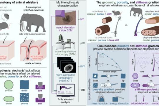 研究揭示大象鼻部胡须材料梯度助力精细触觉感知
