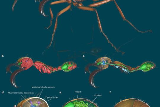 科研团队构建全球蚂蚁多样性三维数字图书馆