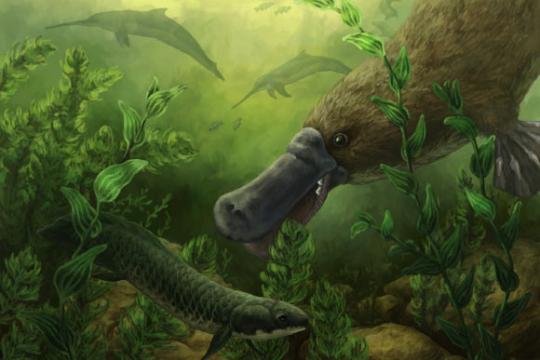 南澳晚渐新世带牙鸭嘴兽化石揭示古老淡水生态系统