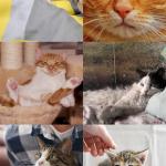 研究称家猫大脑衰老模式与人类相似 或成痴呆研究重要模型