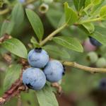 研究综述：野生蓝莓在心脏代谢健康方面展现潜在益处