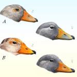 智利南部确认发现新种蒸汽鸭