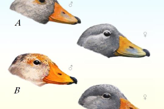 智利南部确认发现新种蒸汽鸭