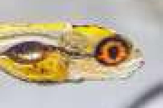 圣安德鲁斯大学推出PoseR插件：用AI从视频自动生成动物行为描述