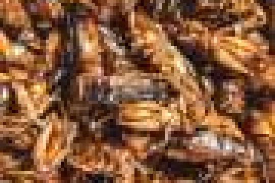 滑铁卢大学研究人员成立非营利组织OQD 推出开源全栈量子计算机