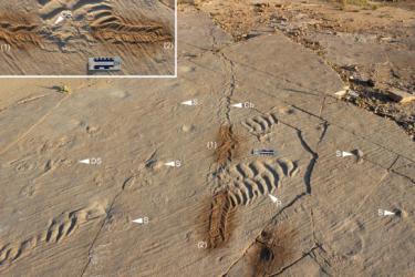 研究称寒武纪威斯康星潮间带动物活动远超以往认知