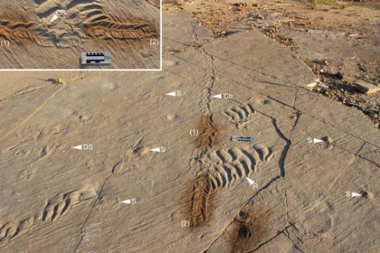 研究称寒武纪威斯康星潮间带动物活动远超以往认知