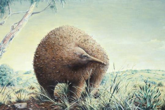 维多利亚州首次确认发现欧文巨型针鼹化石