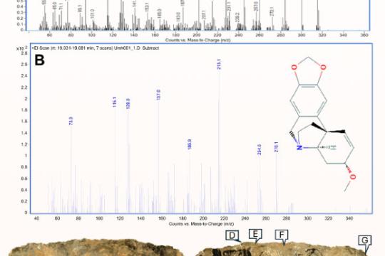 研究称南非岩洞出土6万年前涂毒箭头