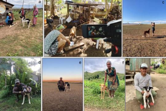 研究称全球狩猎犬与主人的互动模式高度相似 或源自早期驯化阶段