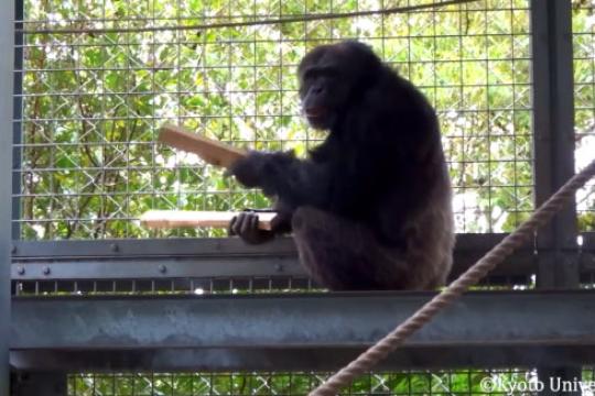 圈养黑猩猩鼓击表演为音乐起源研究提供新线索