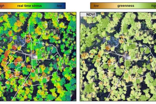瑞士WSL利用无人机影像从空中识别树木干旱胁迫