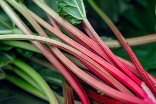 姜黄和大黄中的化合物或有助于抑制耐药超级细菌