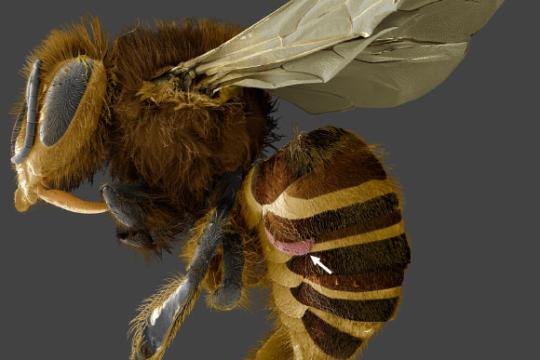 研究称加州混合蜂群对瓦螨表现出天然抵抗力