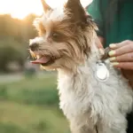 给宠物配健身追踪器？专家对宠物科技益处看法不一