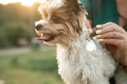 给宠物配健身追踪器？专家对宠物科技益处看法不一