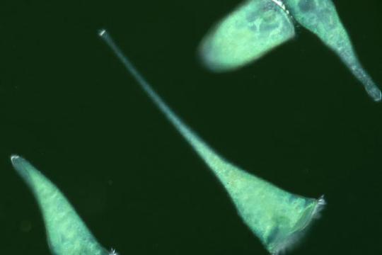 研究称蓝喉喇叭虫偏好“角落”附着 暗示单细胞生物具几何感知能力