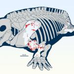 研究称2.8亿年前化石记录陆地捕食者攻击植食动物的最早直接证据