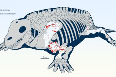 研究称2.8亿年前化石记录陆地捕食者攻击植食动物的最早直接证据